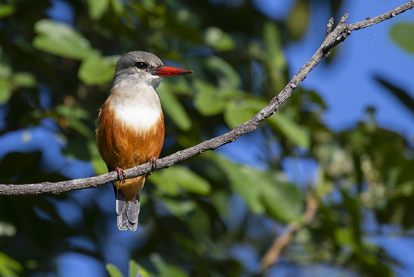 Kingfisher